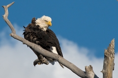 Bald Eagle 010