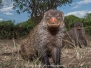 Banded Mongoose