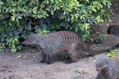Banded Mongoose 002