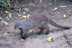 Banded Mongoose 009