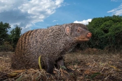 Banded Mongoose 016