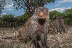 Banded Mongoose 025