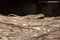 Bark Anole