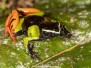 Baron's Mantella Frog