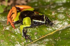 Baron's Mantella Frog 001