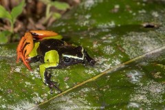 Baron's Mantella Frog 002