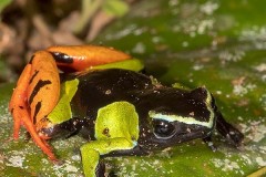 Baron's Mantella Frog 004