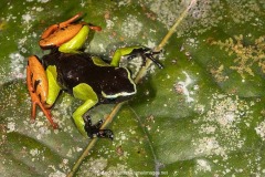Baron's Mantella Frog 006