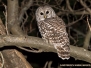 Owls
