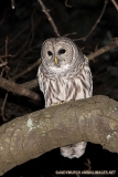 Barred Owl 003