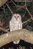 Barred Owl 004