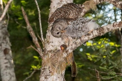 Barred Owl 032