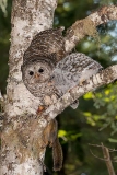 Barred Owl 034