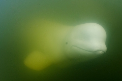 Beluga Whale 14005