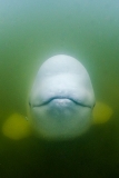 Beluga Whale 14011
