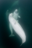 Beluga_Whale_15027