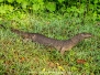 Bengal Monitor Lizard
