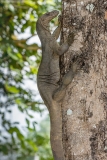 Bengal Monitor Lizard 001