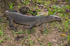 Bengal Monitor Lizard 005