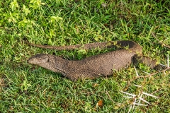 Bengal Monitor Lizard 006