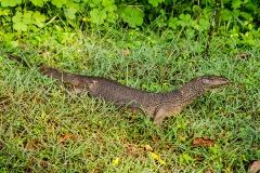 Bengal Monitor Lizard 007
