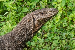 Bengal Monitor Lizard 009