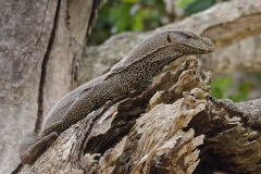Bengal Monitor Lizard 011