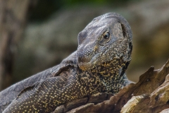 Bengal Monitor Lizard 012