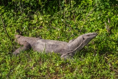 Bengal Monitor Lizard 014