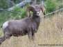 Rocky Mountain Bighorn Sheep