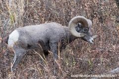 Rocky Mountain Bighorn Sheep 001