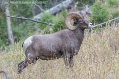 Rocky Mountain Bighorn Sheep 004