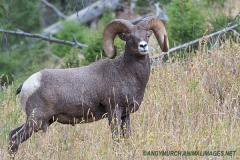 Rocky Mountain Bighorn Sheep 006
