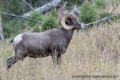 Rocky Mountain Bighorn Sheep 008