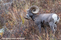 Rocky Mountain Bighorn Sheep 009