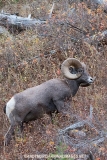 Rocky Mountain Bighorn Sheep 011