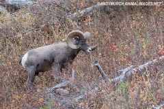 Rocky Mountain Bighorn Sheep 013
