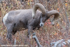 Rocky Mountain Bighorn Sheep 017