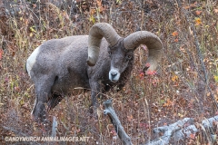 Rocky Mountain Bighorn Sheep 018