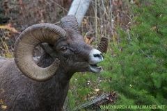 Rocky Mountain Bighorn Sheep 030