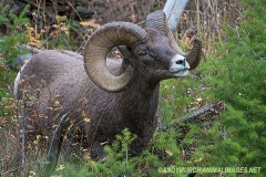 Rocky Mountain Bighorn Sheep 031