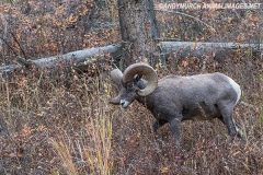 Rocky Mountain Bighorn Sheep 033