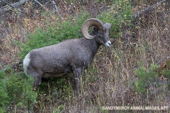 Rocky Mountain Bighorn Sheep 034