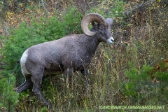 Rocky Mountain Bighorn Sheep 037