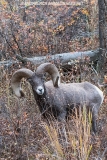Rocky Mountain Bighorn Sheep 039