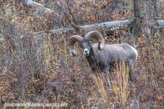 Rocky Mountain Bighorn Sheep 041