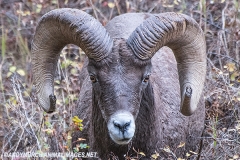 Rocky Mountain Bighorn Sheep 044