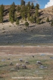 Rocky Mountain Bighorn Sheep 047