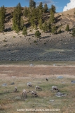 Rocky Mountain Bighorn Sheep 047