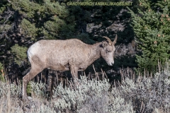 Rocky Mountain Bighorn Sheep 050